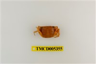 藏品(肥胖後相手蟹)的圖片